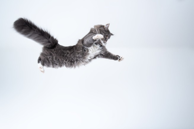 Here's the Spinal Secret Behind Cats' Perfect Landings