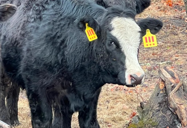 Investors Have One Day to Save This Cow From Slaughter