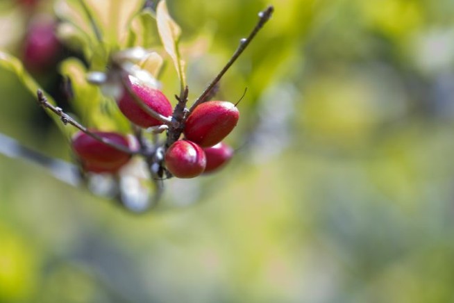 'Miracle Fruit' Helps Chemo Patients Taste Again
