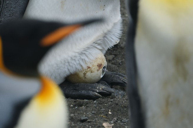 A Rare Critter Benefitting From Climate Change: King Penguins