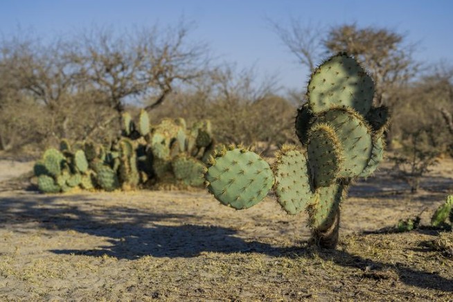 Inside the Odd World of Desert Cactus Smugglers