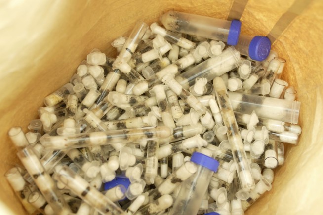 Man Busted Trying to Smuggle 2K Queen Ants