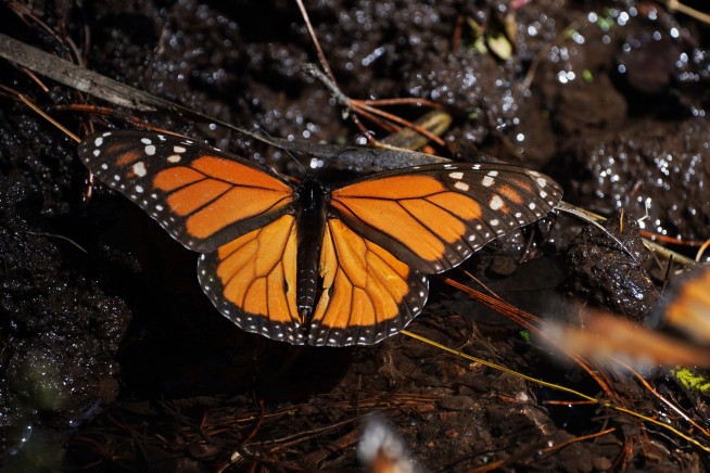 Researchers See Rare Good News on Monarch Butterflies