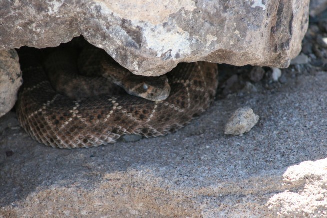 Rattlesnake Bite Kills Hiker on Popular California Trail