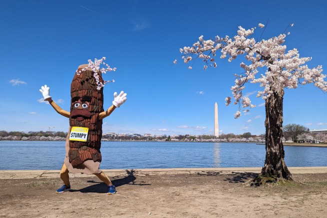 Stumpy's Cherry Tree Clones Bloom Again in DC Spring