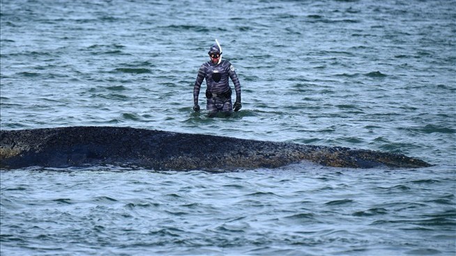 Inside the Race to Save This Humpback Whale