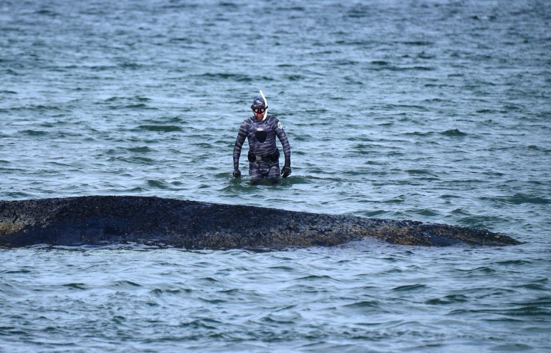 Inside the Race to Save This Humpback Whale