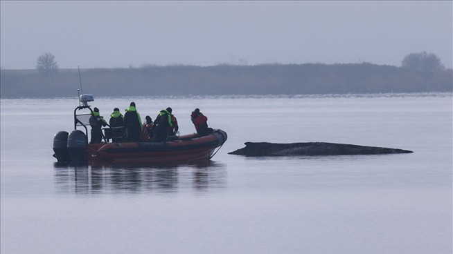 Rescuers Say Hope Is Lost for Stranded Humpback Whale