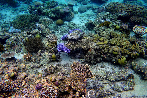 Coral Reef's Slow Growth Worries Scientists