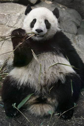 National Zoo Pleads for Bamboo