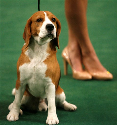 Economy Takes Chomp Out of America's Top Dog Show