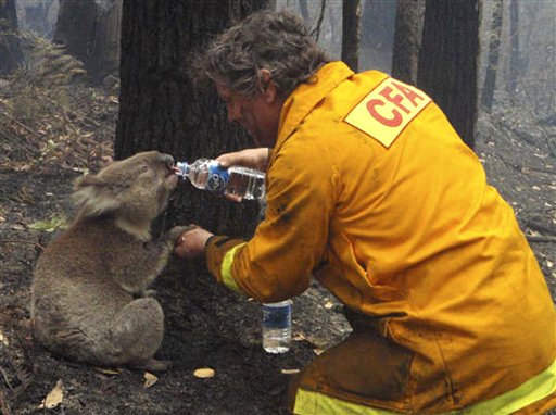 Koala Rescued After Aussie Wildfire