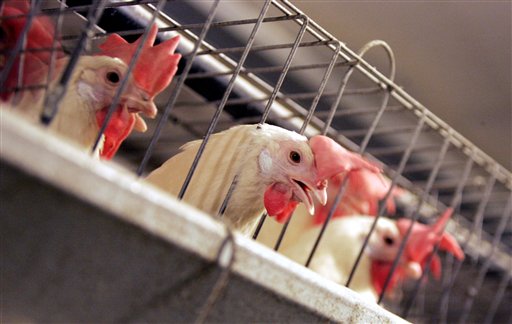 PETA Protests McCruel Chicken Slaughter