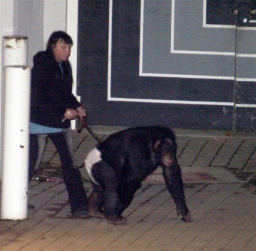 Chimp Shot After Vicious Attack on Woman