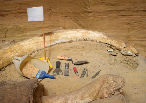 LA Unearths Mammoth Fossil Stash