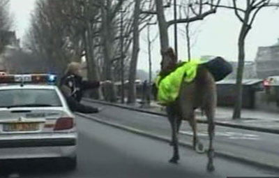 Runaway Military Horse Hoofs It to Seine