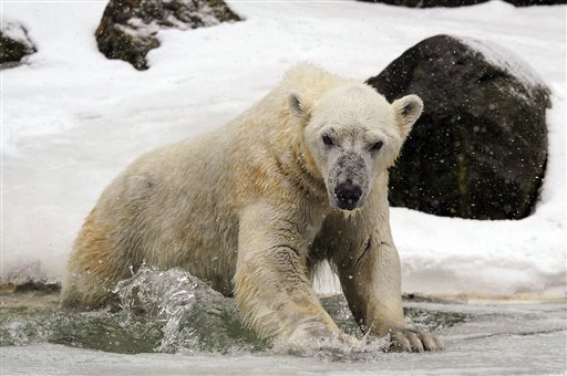 Norway Summit to Debate Cutback in Polar Bear Hunts
