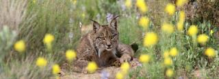 Rare Lynx Cubs Born in Spain