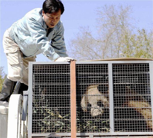 Beijing Bids Adieu to Visiting Pandas