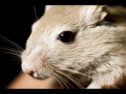 China Uses 'the Pill' to Stop Gerbil Overpopulation