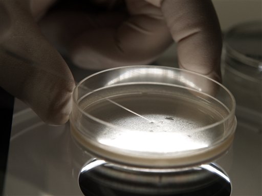 Brit Firm Offers Bigger Breasts From Stem Cells