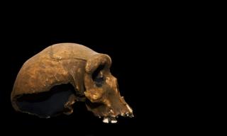 Skull Hints at Caveman Compassion