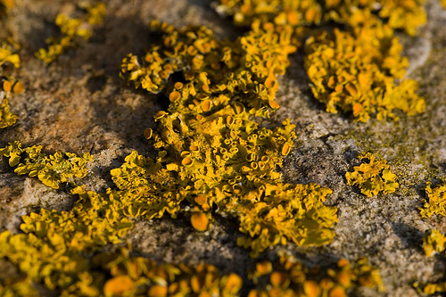 New Lichen Named for Obama