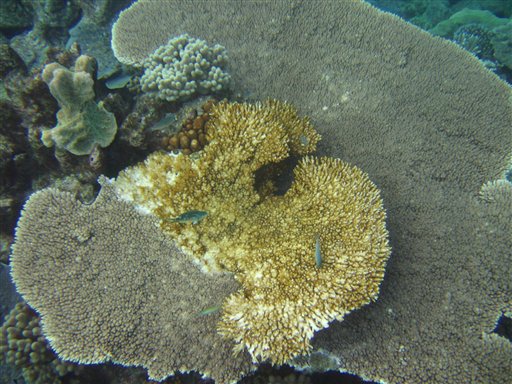 Great Barrier Reef Rebounds From Crisis