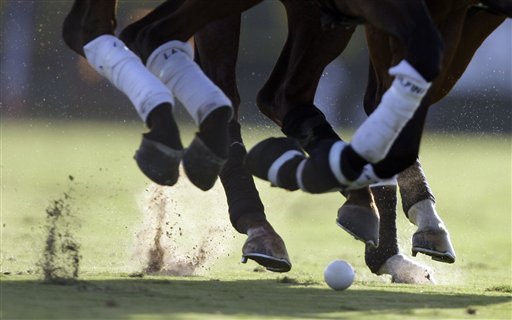 Bad Vitamin Killed Polo Horses: Team Captain