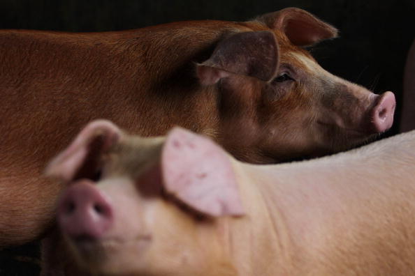 Worker in Canada May Have Infected Pigs With Flu