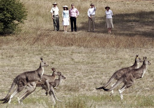 Australia to Kill 6K Kangaroos