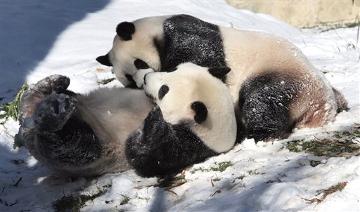 National Zoo Panda Not Pregnant