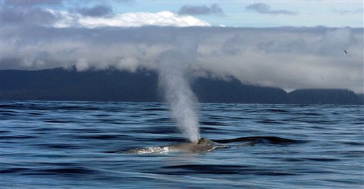 Blue Whales Sing Near NYC Coast