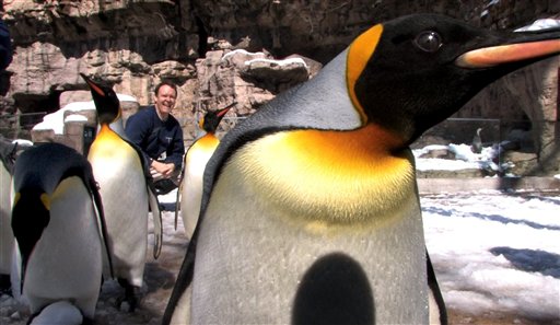 Gay Penguins Raise Chick