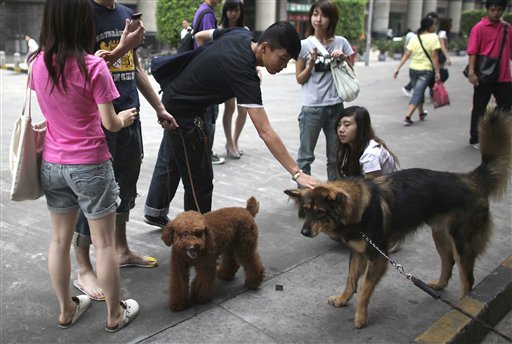 Slaughter of 37K Dogs Outrages Chinese