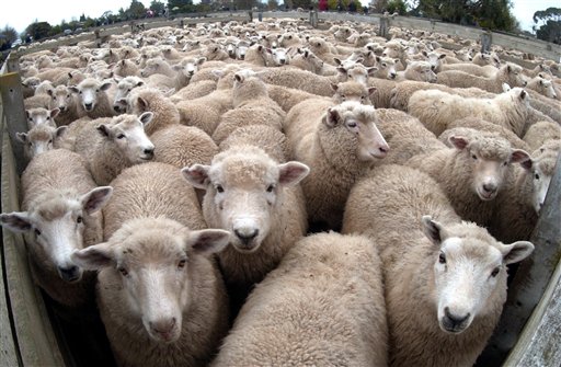 New Zealanders Wild & Wooly About Sheep Racing
