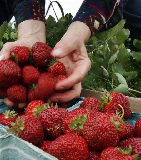 Calif. Strawberries May Turn Toxic
