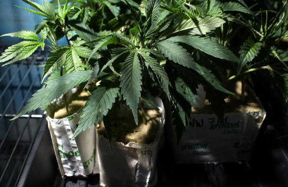 Recession Sparks Efforts to Legalize Pot