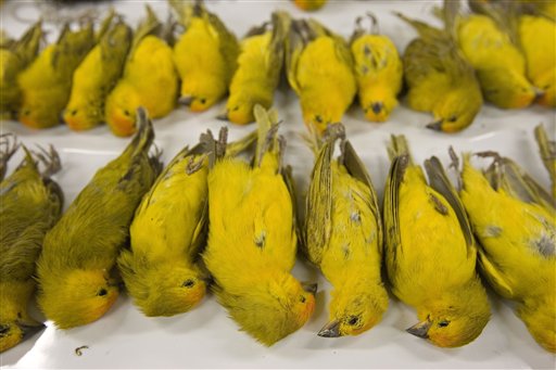 19 Men Busted in Canary Fight Ring