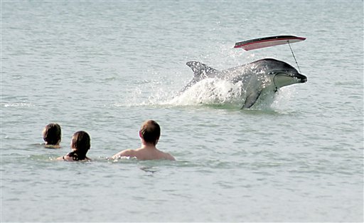 NZ Woman Rescued From Too-Friendly Dolphin