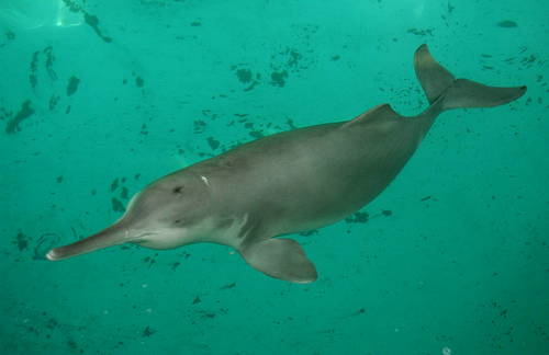 Feared Extinct, Dolphin Resurfaces
