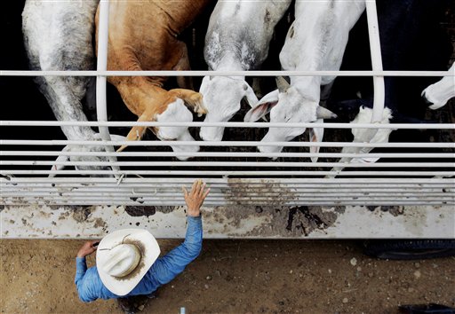 Cattle Rustling Makes a Texas- Size Comeback