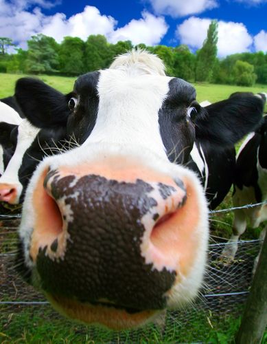 Killer Cows Stomp Four Brits to Death