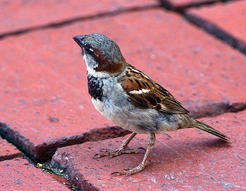 Yes, It's Sparrow Like the Bird