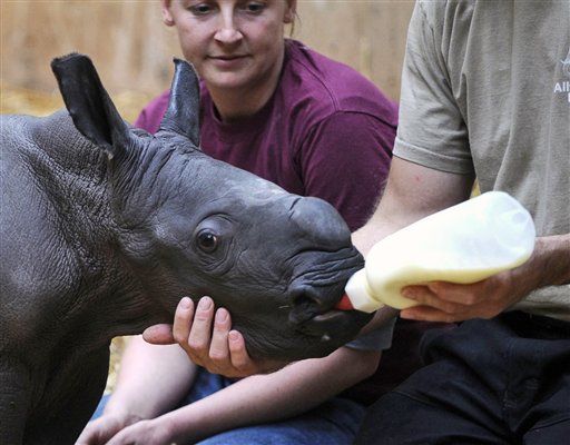 In Germany, Baby Rhino Is the New Knut