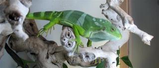 Iguanas Smuggled in Fake Leg
