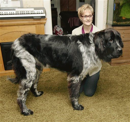 7-Foot Dog Has High Hopes for World Record
