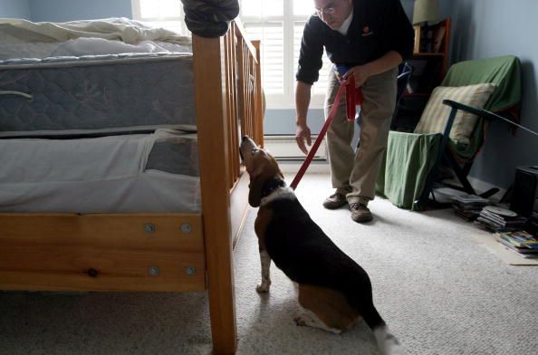 Bedbug Dogs Sniff Out Bloodsuckers