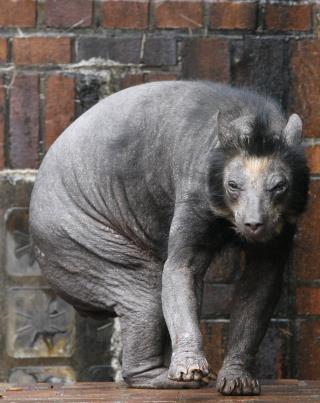 Bald Bears Stump German Zookeepers