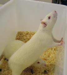 Lab Rats 'Treated Better Than Humans'